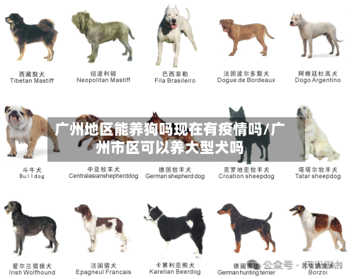 广州地区能养狗吗现在有疫情吗/广州市区可以养大型犬吗-第2张图片